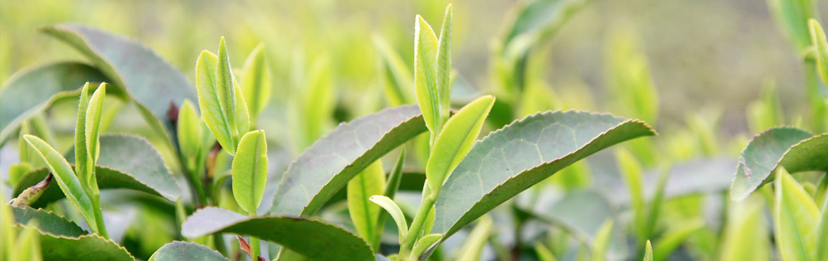 特級(jí)蘭嶺王綠茶 特級(jí)蘭嶺王綠茶