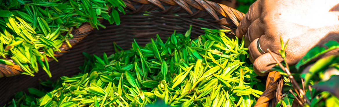 蘭嶺一級(jí)綠茶 蘭嶺一級(jí)綠茶