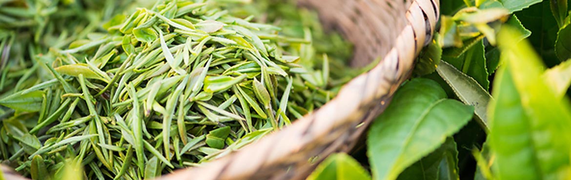 蘭嶺精品茉莉花茶 蘭嶺精品茉莉花茶